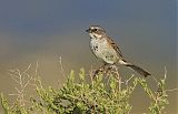 Bell's Sparrowborder=